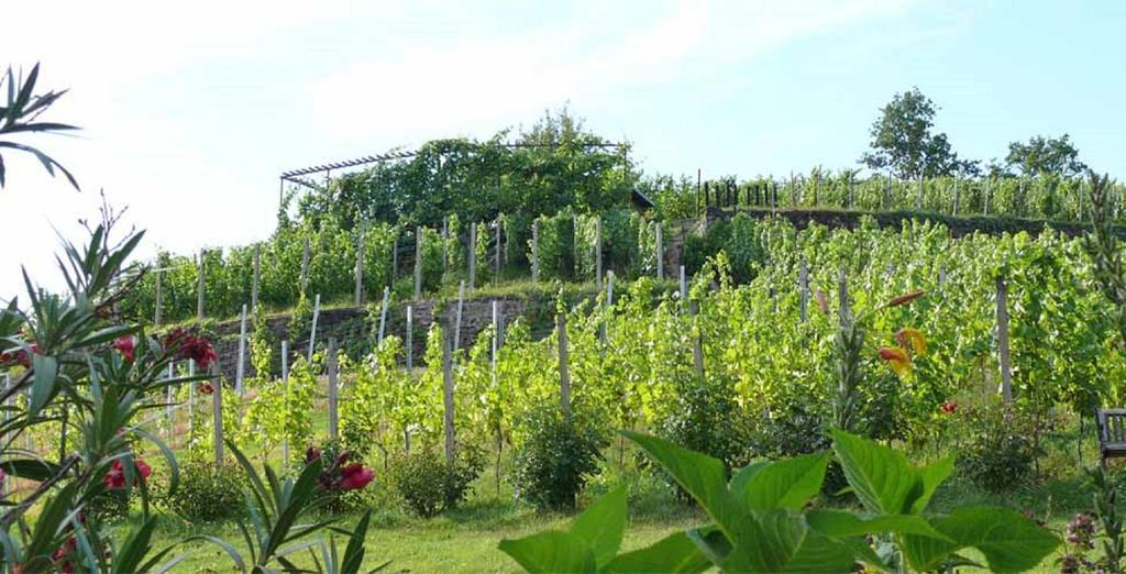 Meißen Weingut Mariaberg 아파트 외부 사진